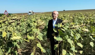Ayçiçeği Üreticisi: Lütfen Kurtarın Bizi…