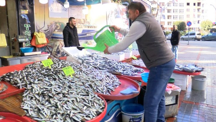 İstavrit Geri Döndü…