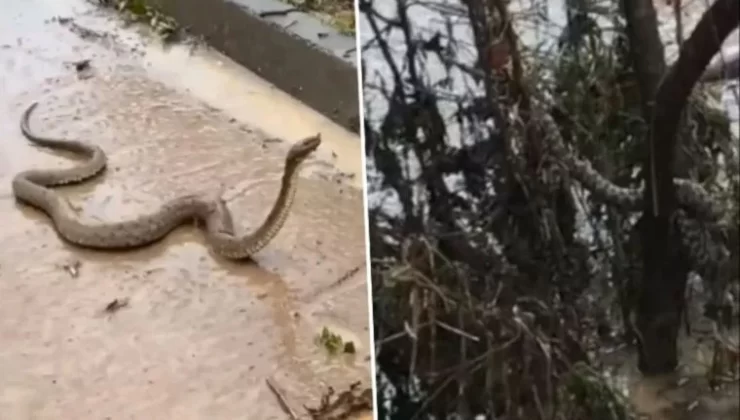 Şanlıurfa’yı Sel Vurdu, Yılanlar Şehre İndi…