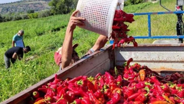 Çiftçi Tarlada, Yurttaş Sofrada İsyanda…