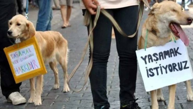 TBB: AKP, Ülkemiz Tarihinde Görülmemiş Bir Hayvan Katliamı Yaşatacak…