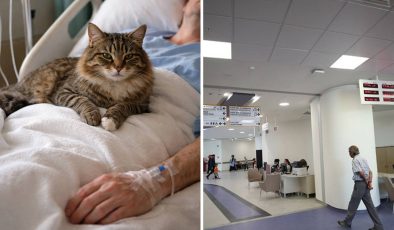Özel Hastanede Hasta’nın Üzerine Kedi Düştü…