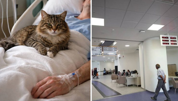 Özel Hastanede Hasta’nın Üzerine Kedi Düştü…